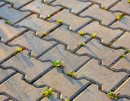 Weed plants growing between concrete pavement bricks.